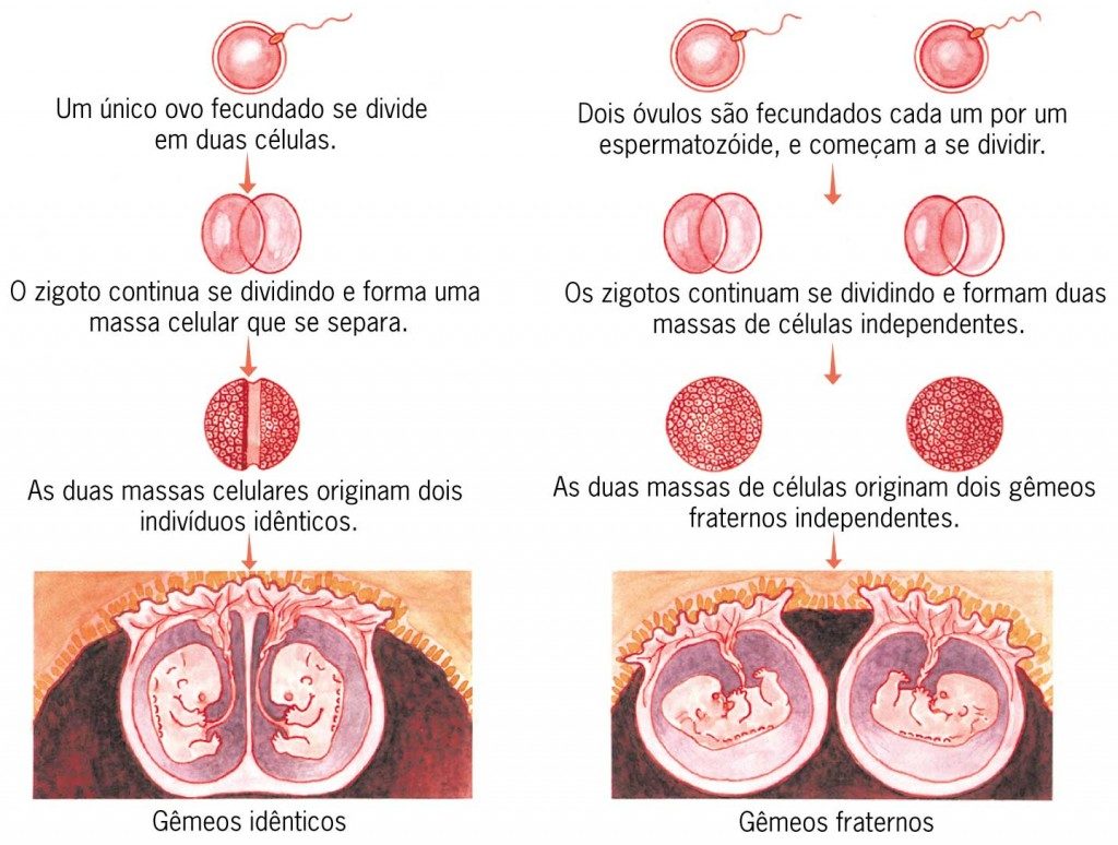 Formação de gêmeos na divisão celular. Foto: Reprodução / Google Imagens