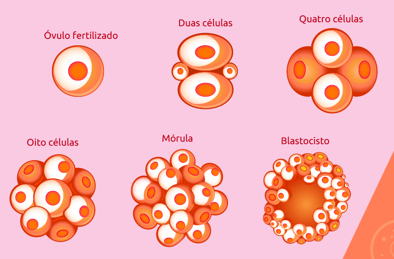 Representação dos estágios do desenvolvimento de um embrião, processo que tem início na formação do zigoto até o blastocisto. Foto: Reprodução / ArtFértil