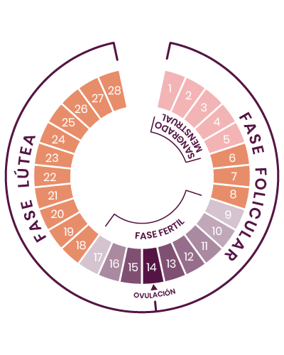 Como Funciona O Período Fértil Dicas Para Identificar Sua Janela De Fertilidade 5424